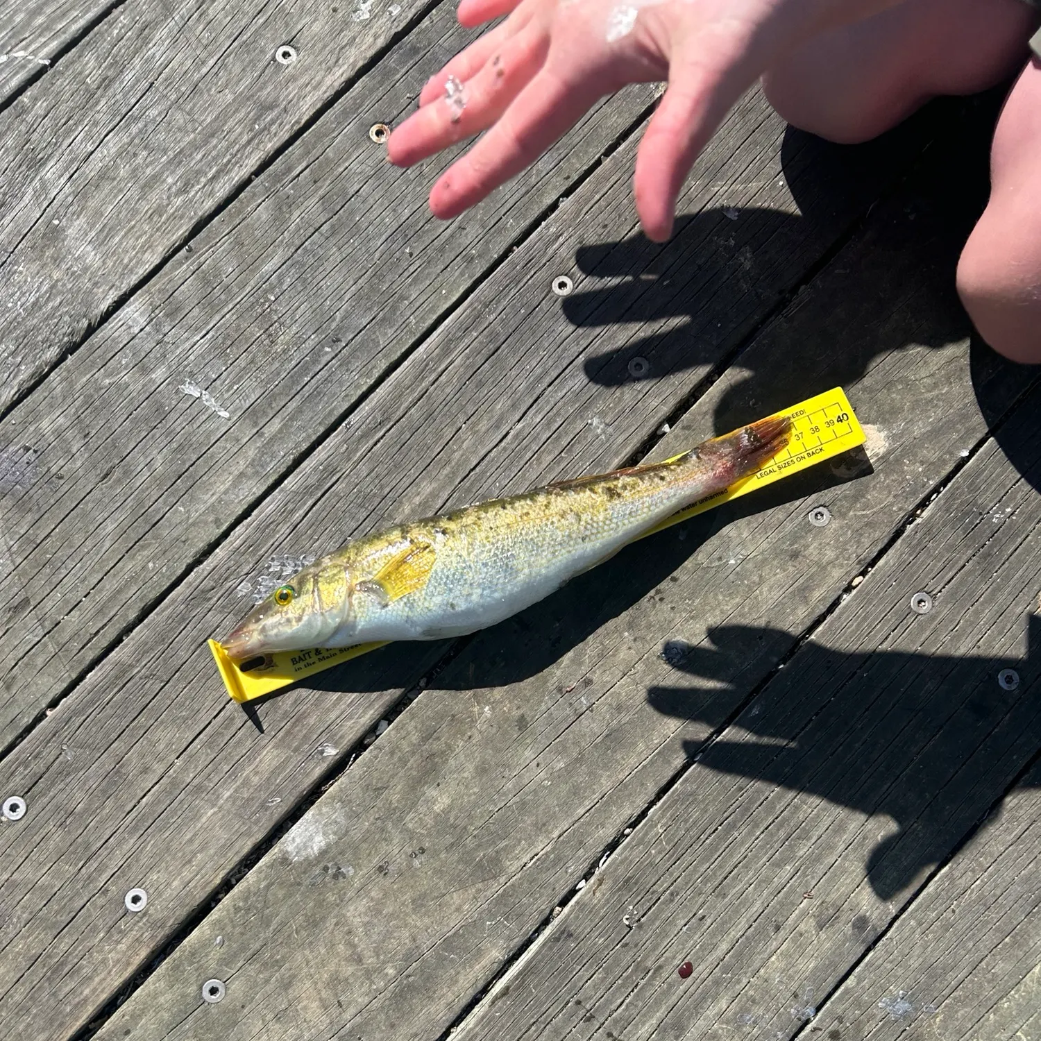 Blue weed whiting caught on Fishbrain