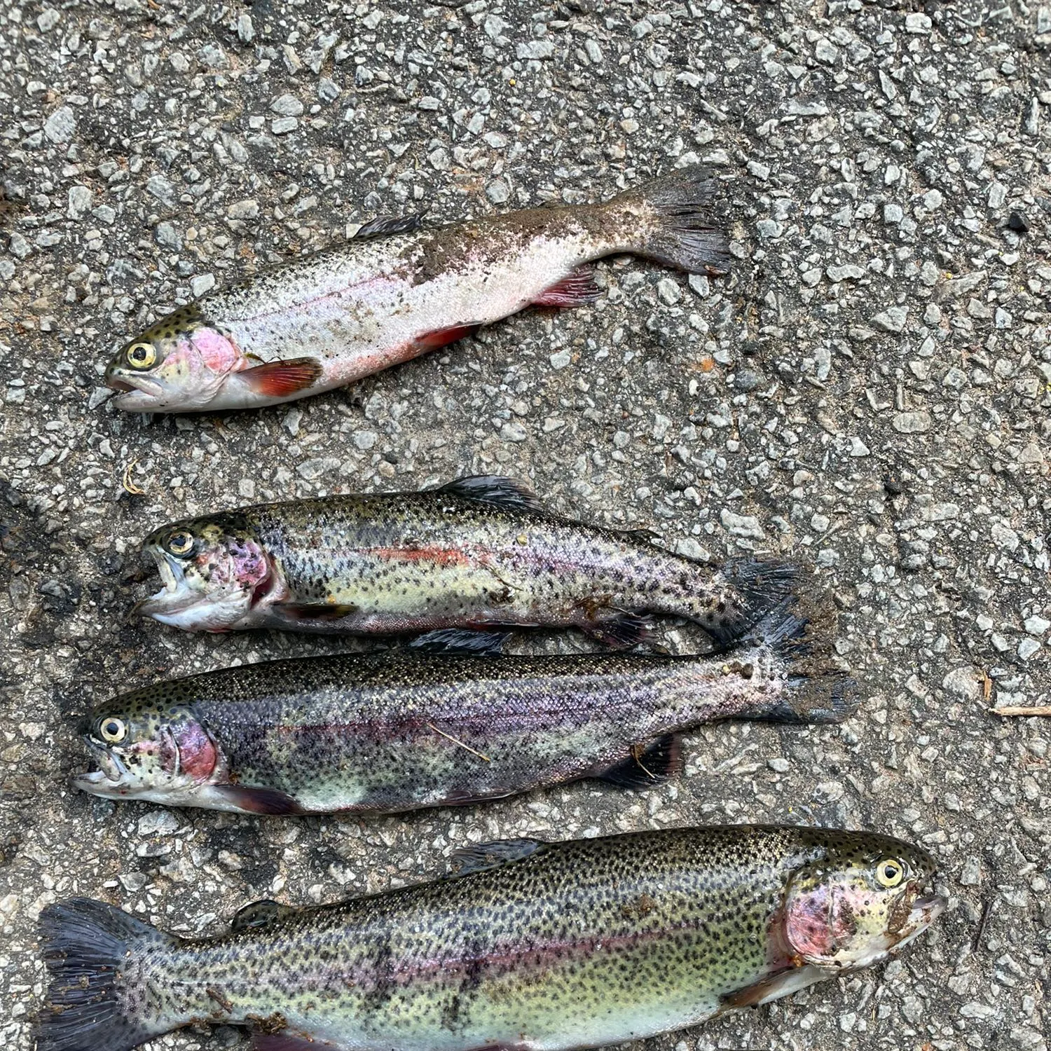 recently logged catches