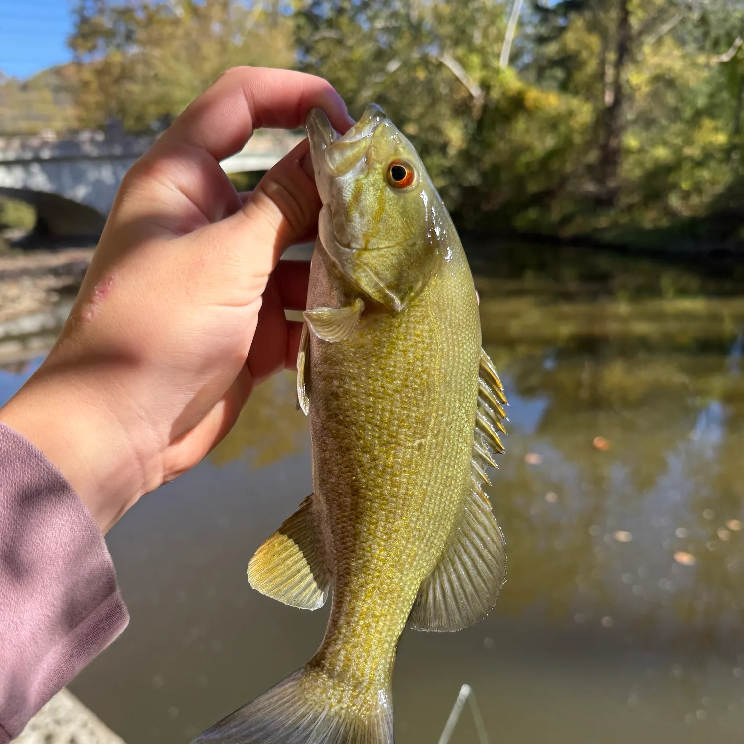Smallmouth bass caught on Fishbrain
