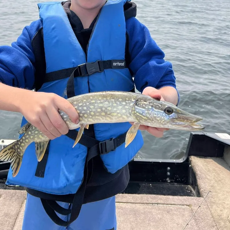 Northern pike caught on Fishbrain