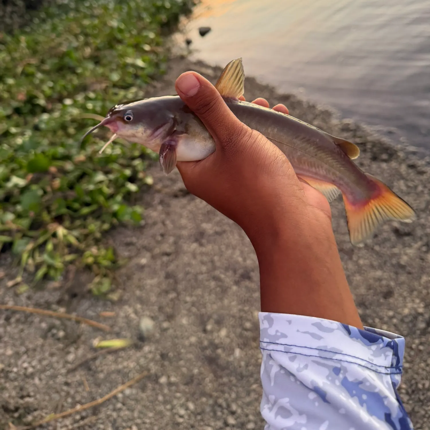 catch
