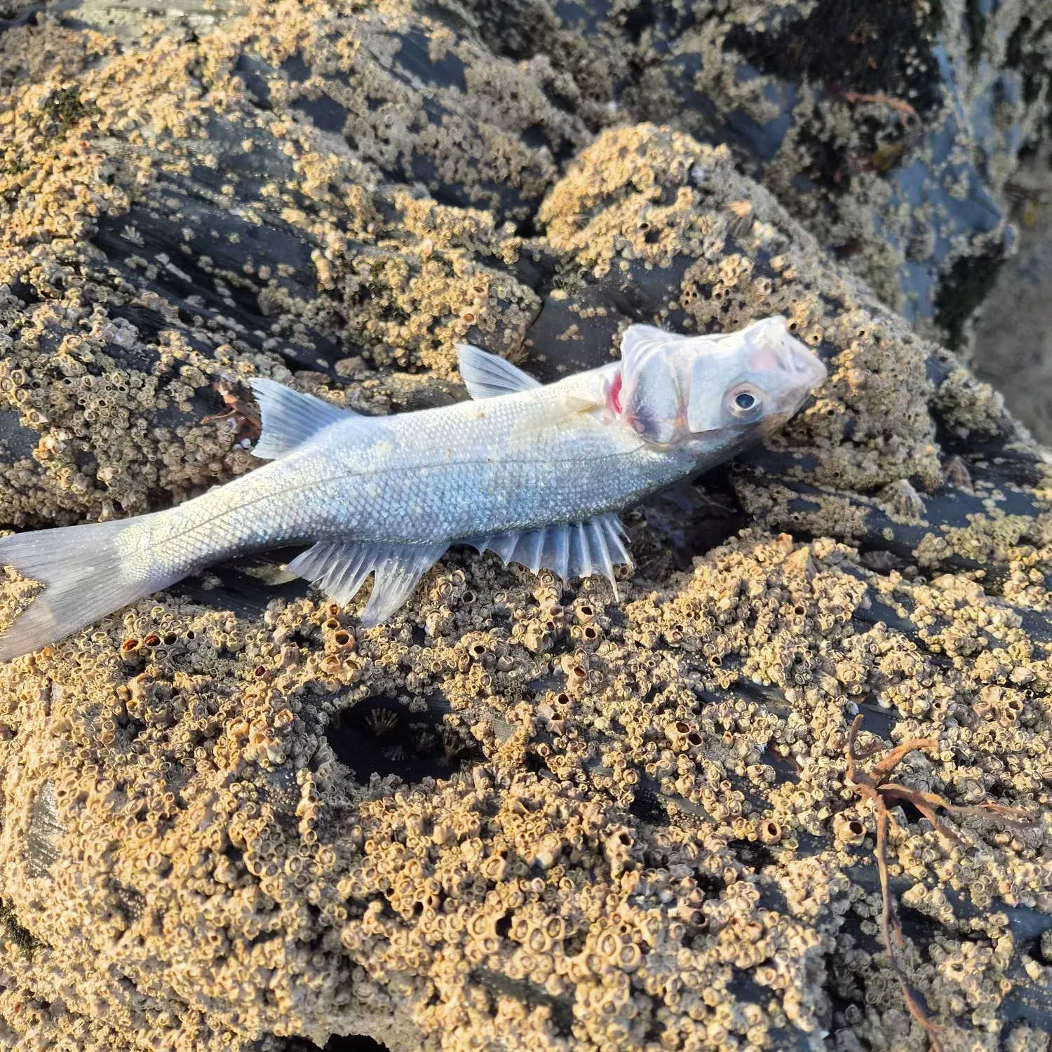 European seabass caught on Fishbrain