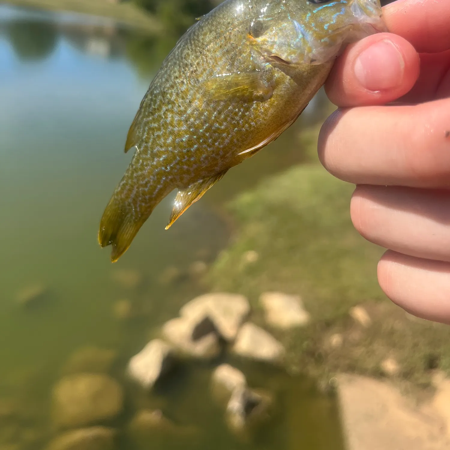 Green sunfish caught on Fishbrain