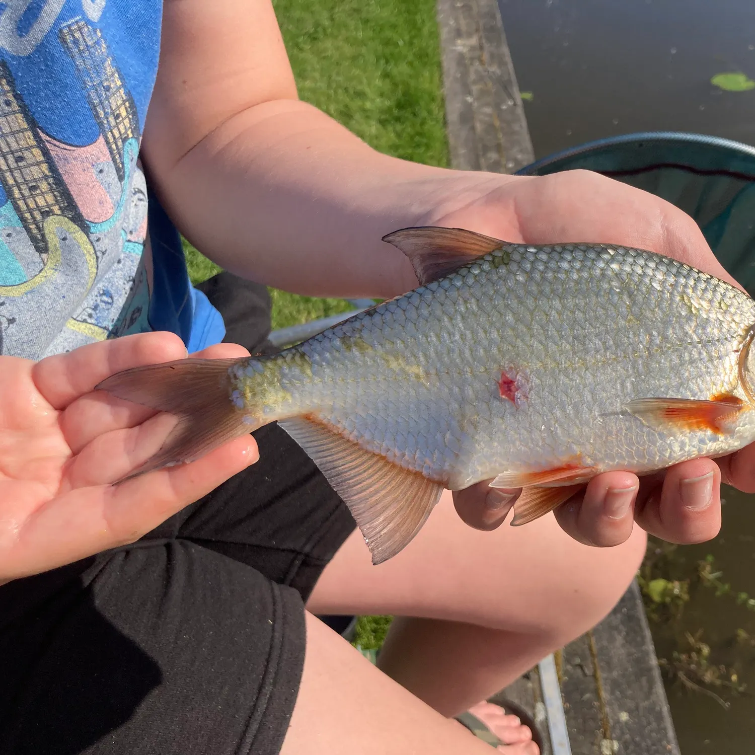 The most popular recent White bream catch on Fishbrain