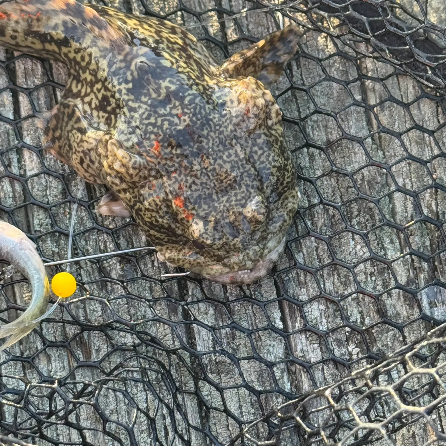 Oyster toadfish caught on Fishbrain