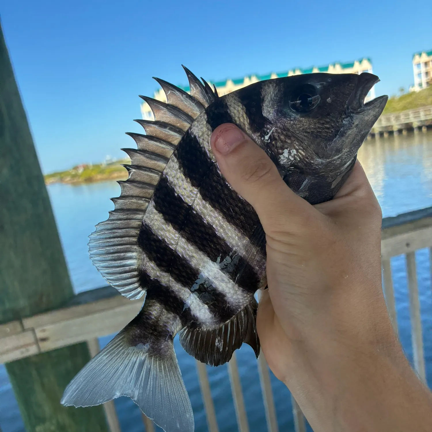 The most recent Sheepshead catches on Fishbrain