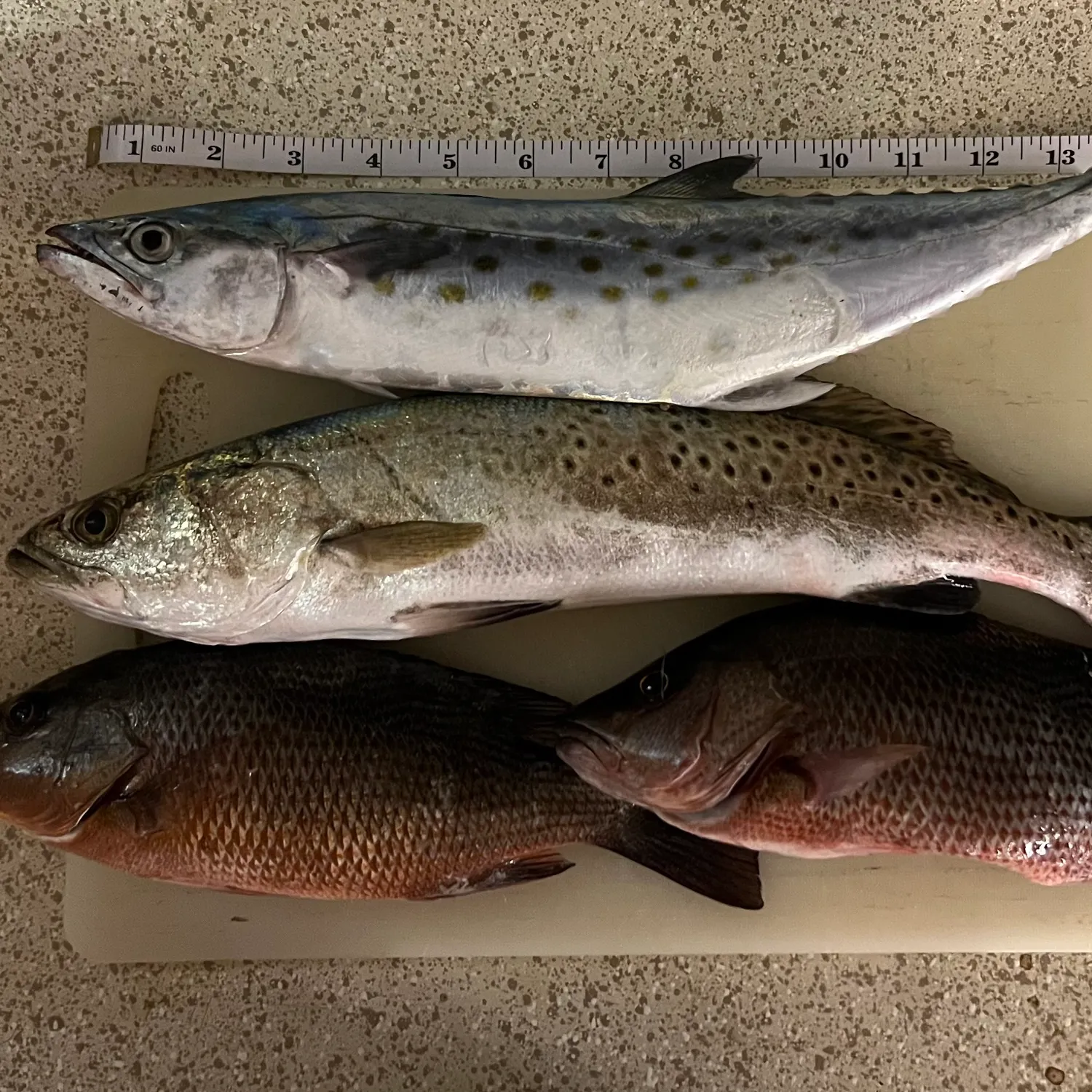 Spotted seatrout caught on Fishbrain