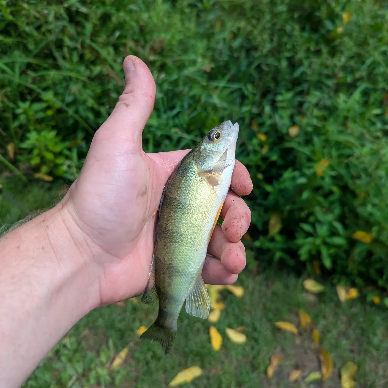 Yellow perch caught on Fishbrain