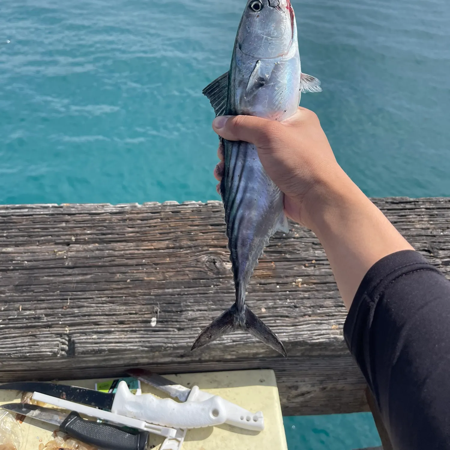 Pacific bonito caught on Fishbrain