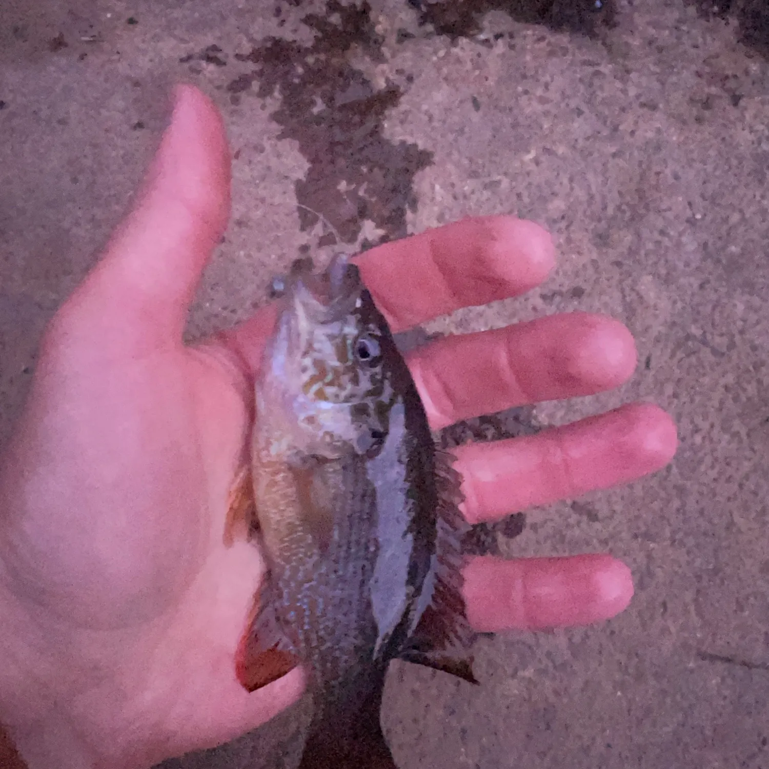 Green sunfish caught on Fishbrain