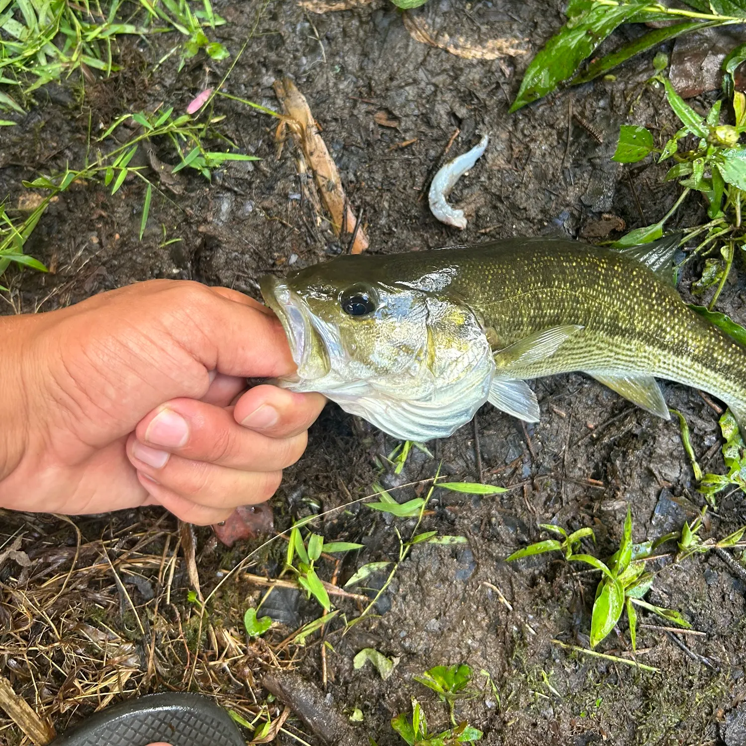 The most recent Alabama bass catches on Fishbrain