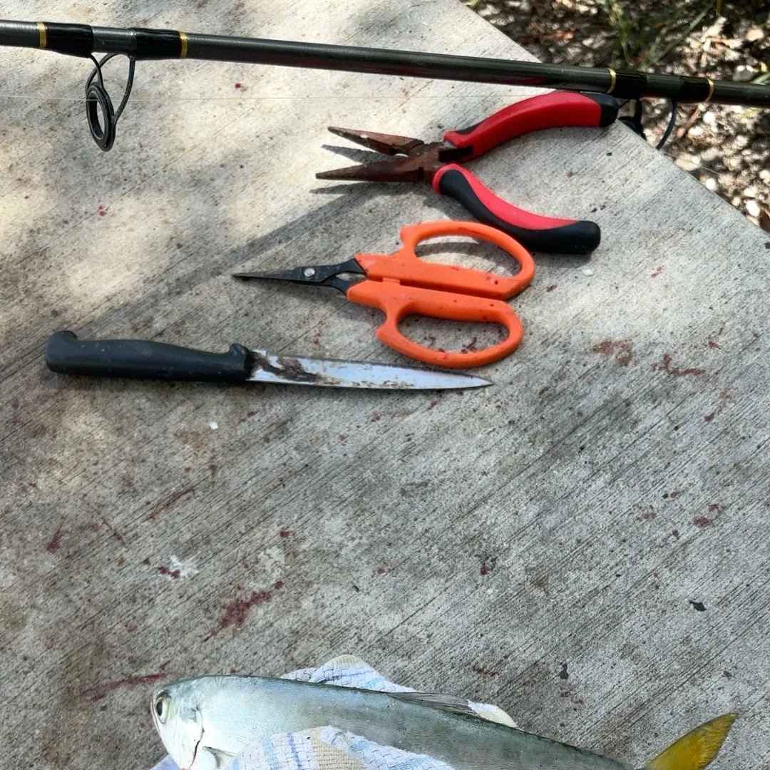 The most recent Leatherjack catches on Fishbrain