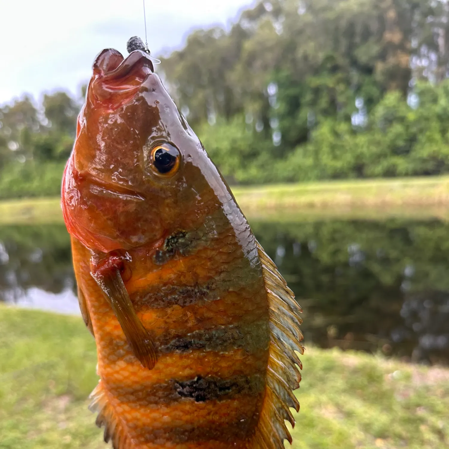 Mayan cichlid caught on Fishbrain