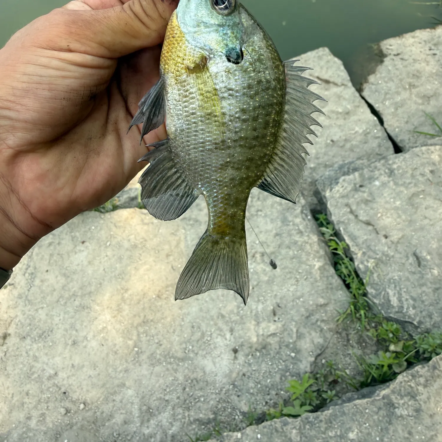 Bluegill caught on Fishbrain