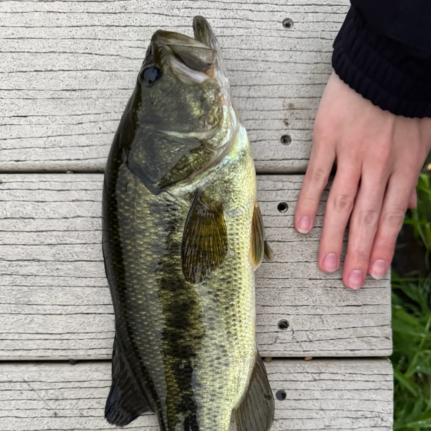 Largemouth bass caught on Fishbrain