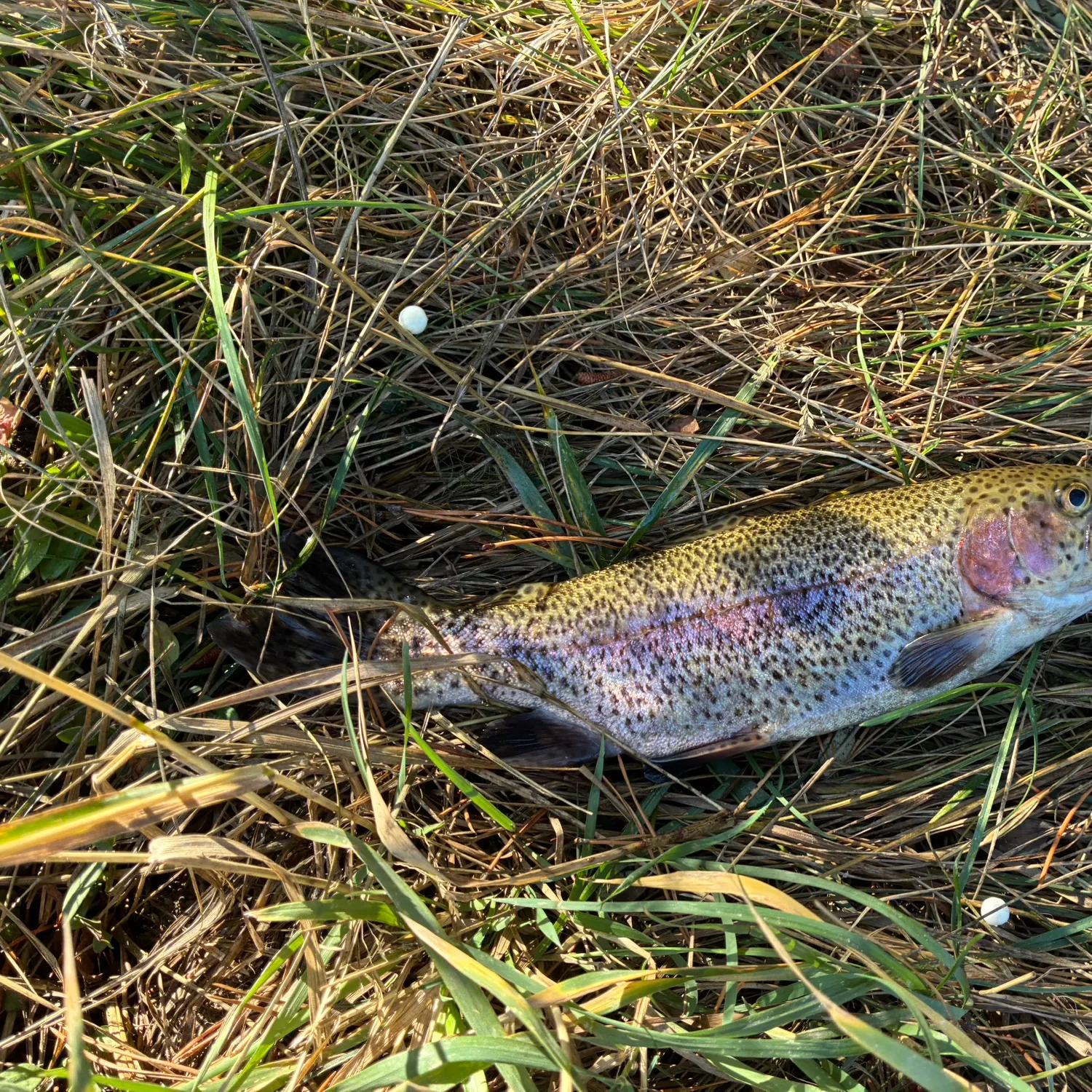 Rainbow trout caught on Fishbrain