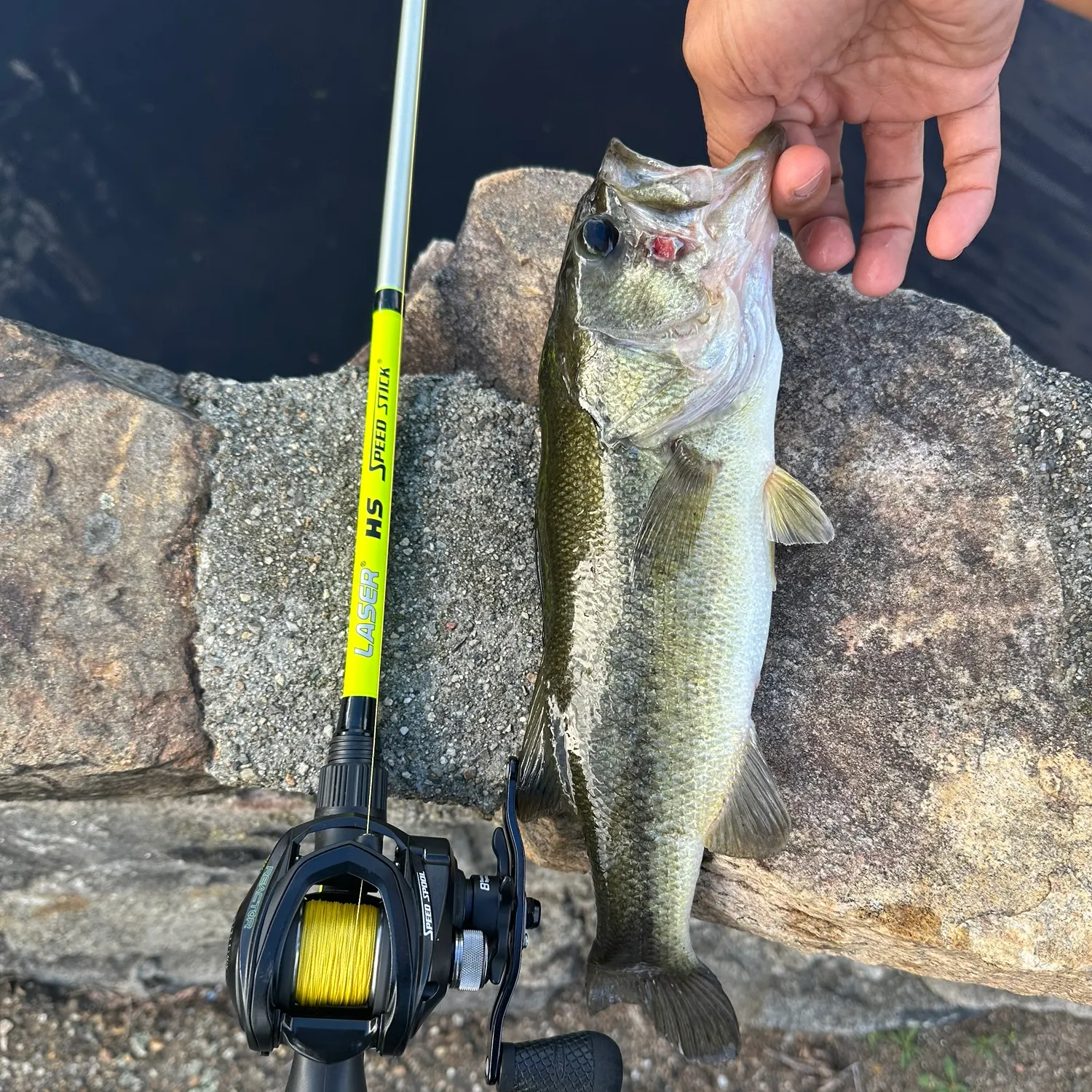 Largemouth bass caught on Fishbrain