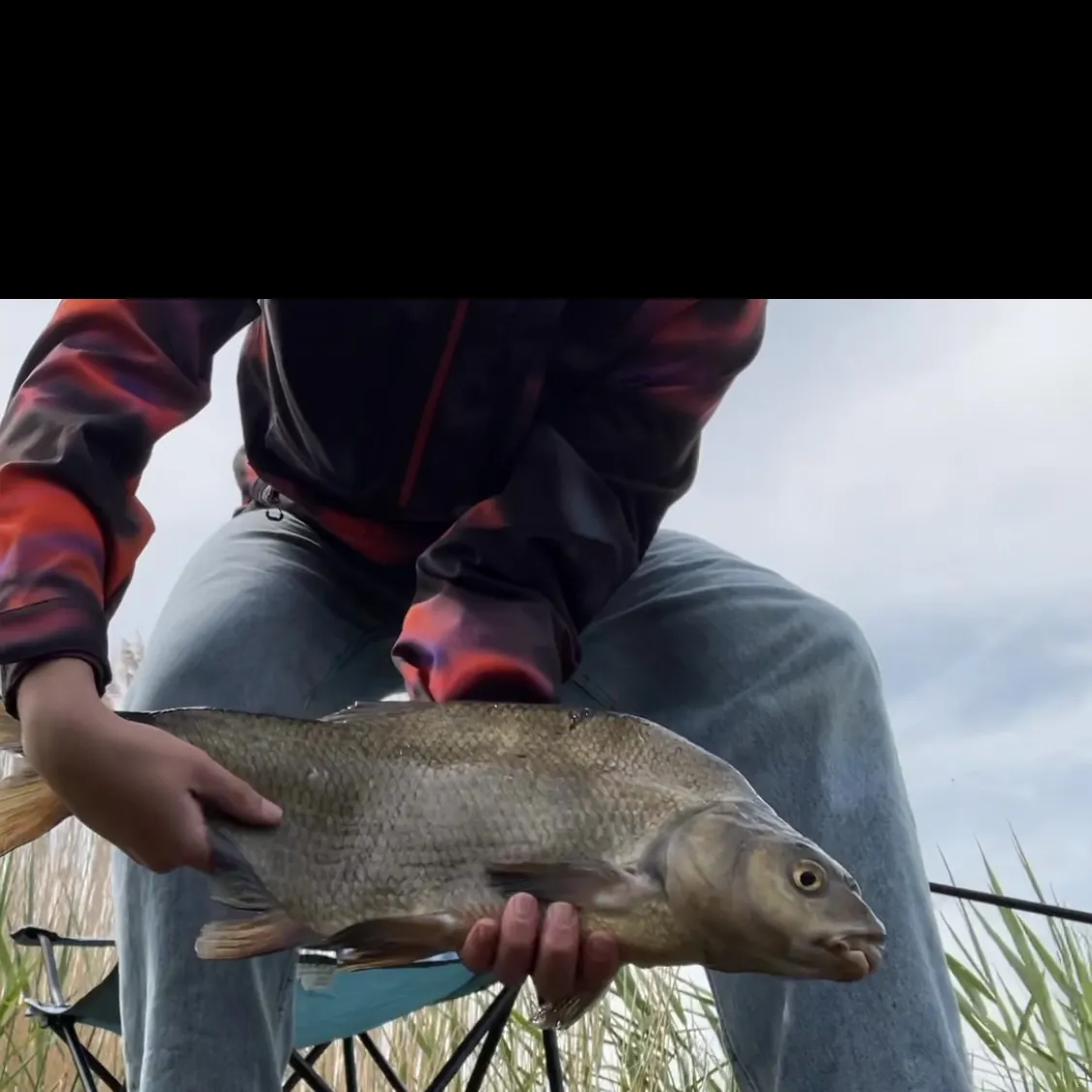 The most recent Common bream catches on Fishbrain