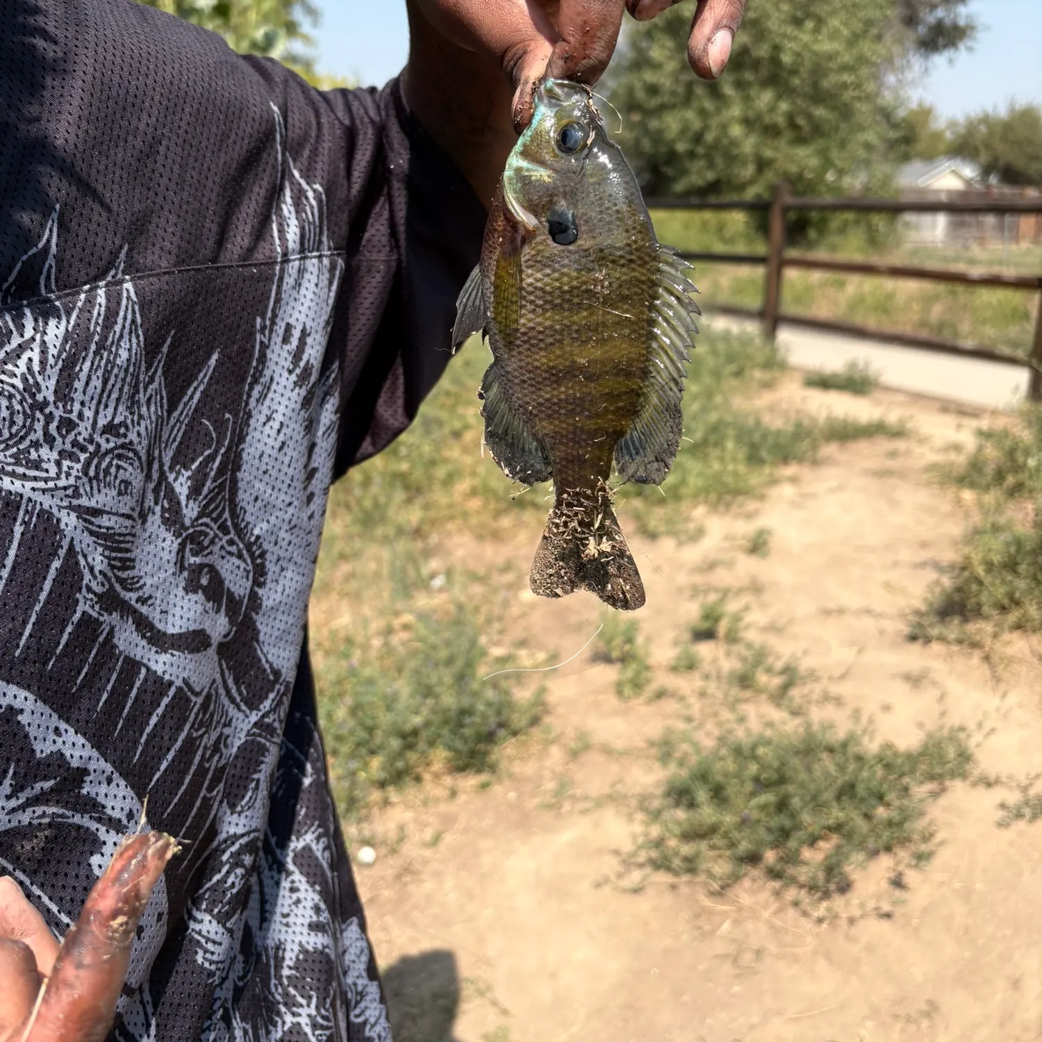 Bluegill caught on Fishbrain