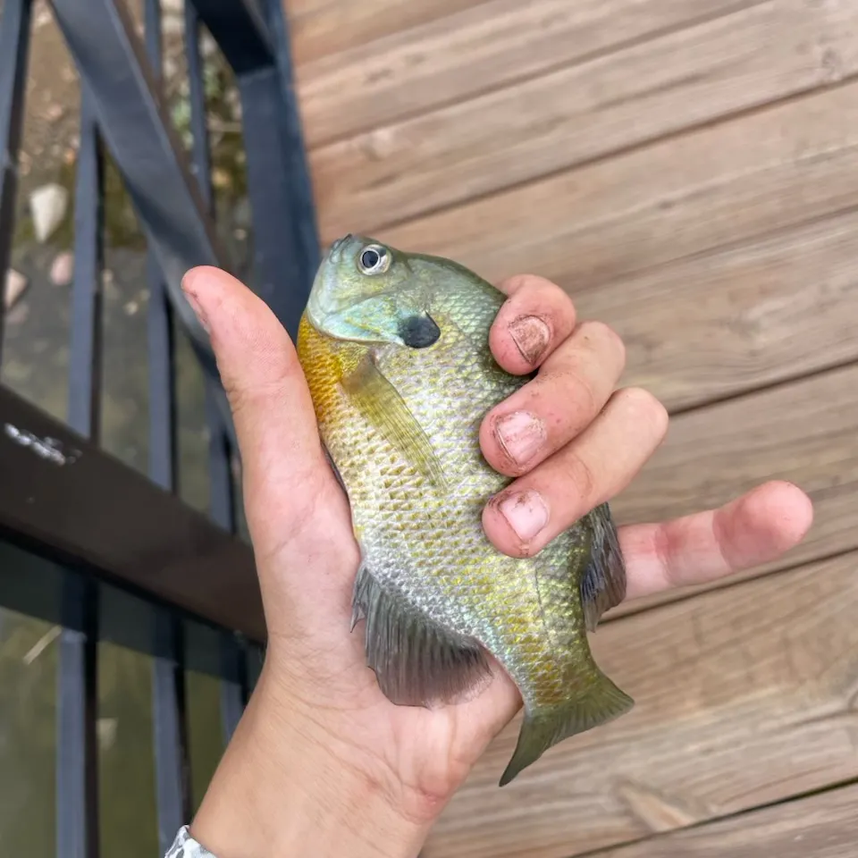 Bluegill caught on Fishbrain