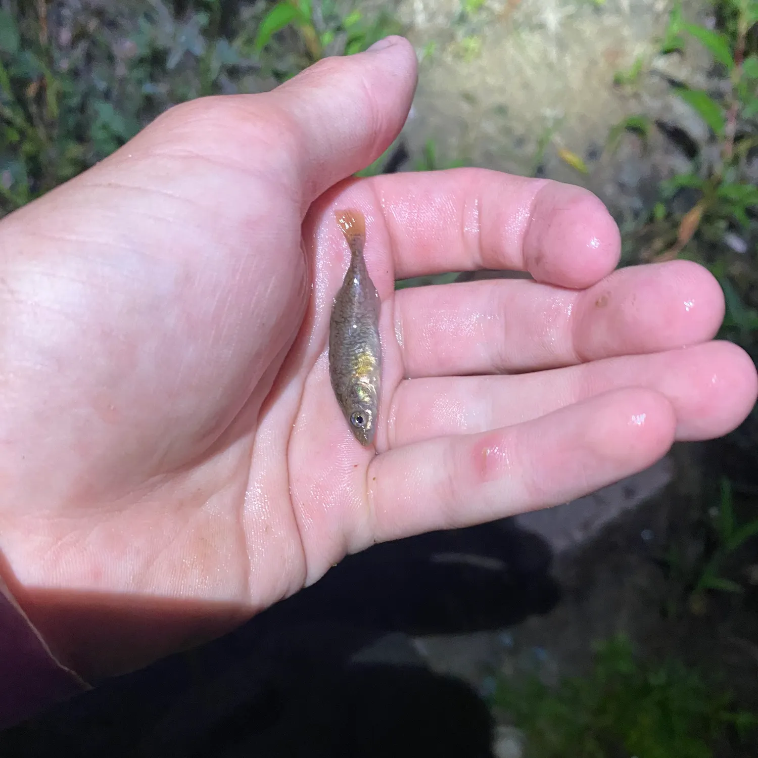 The most recent Brook stickleback catches on Fishbrain