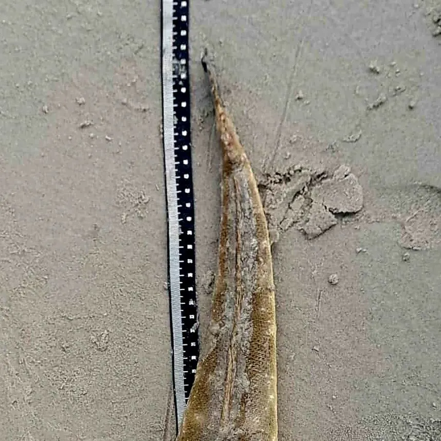 Dusky flathead caught on Fishbrain