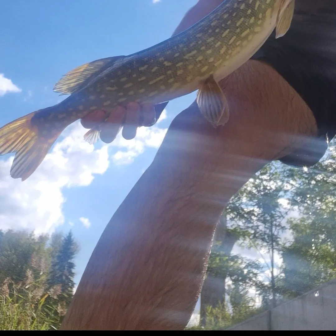 Northern pike caught on Fishbrain
