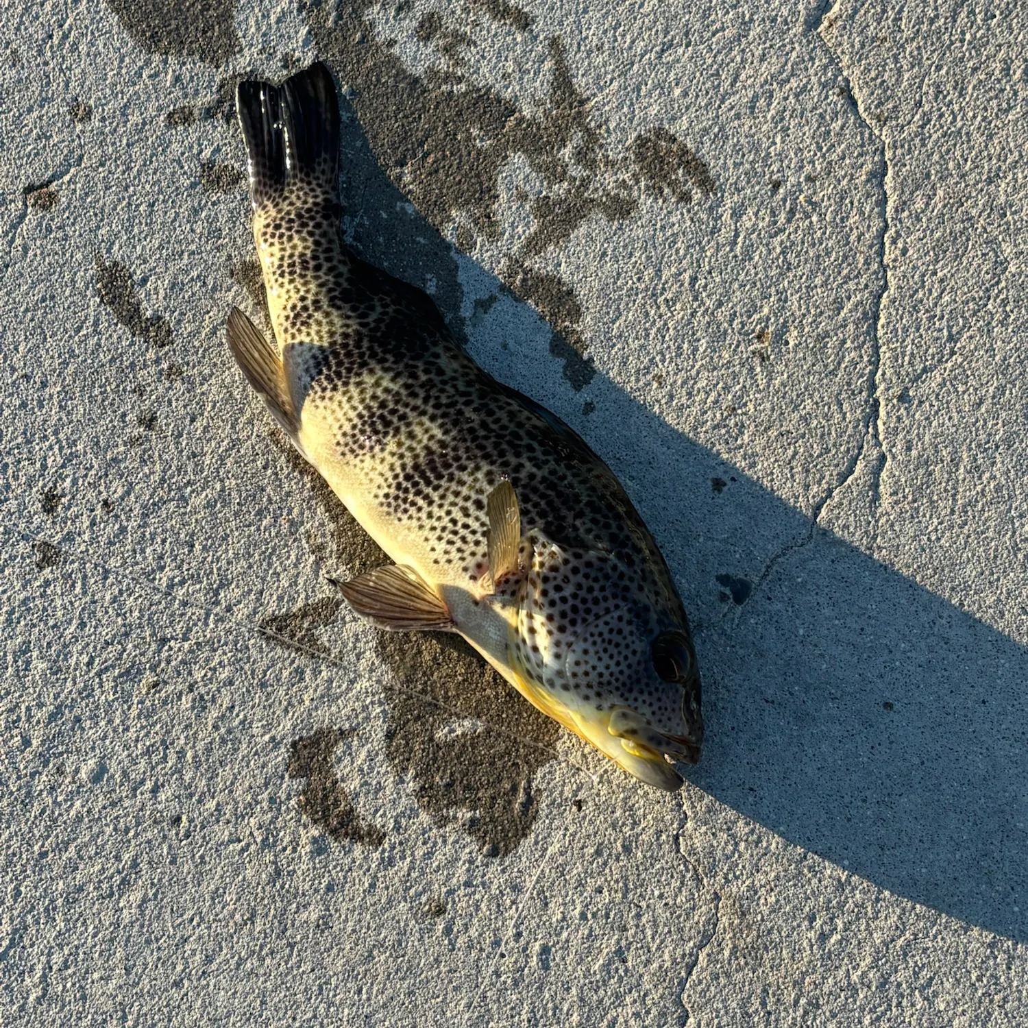 Spotted sand bass caught on Fishbrain
