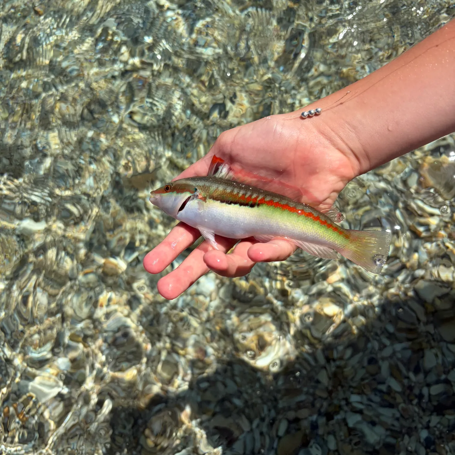 Mediterranean rainbow wrasse caught on Fishbrain