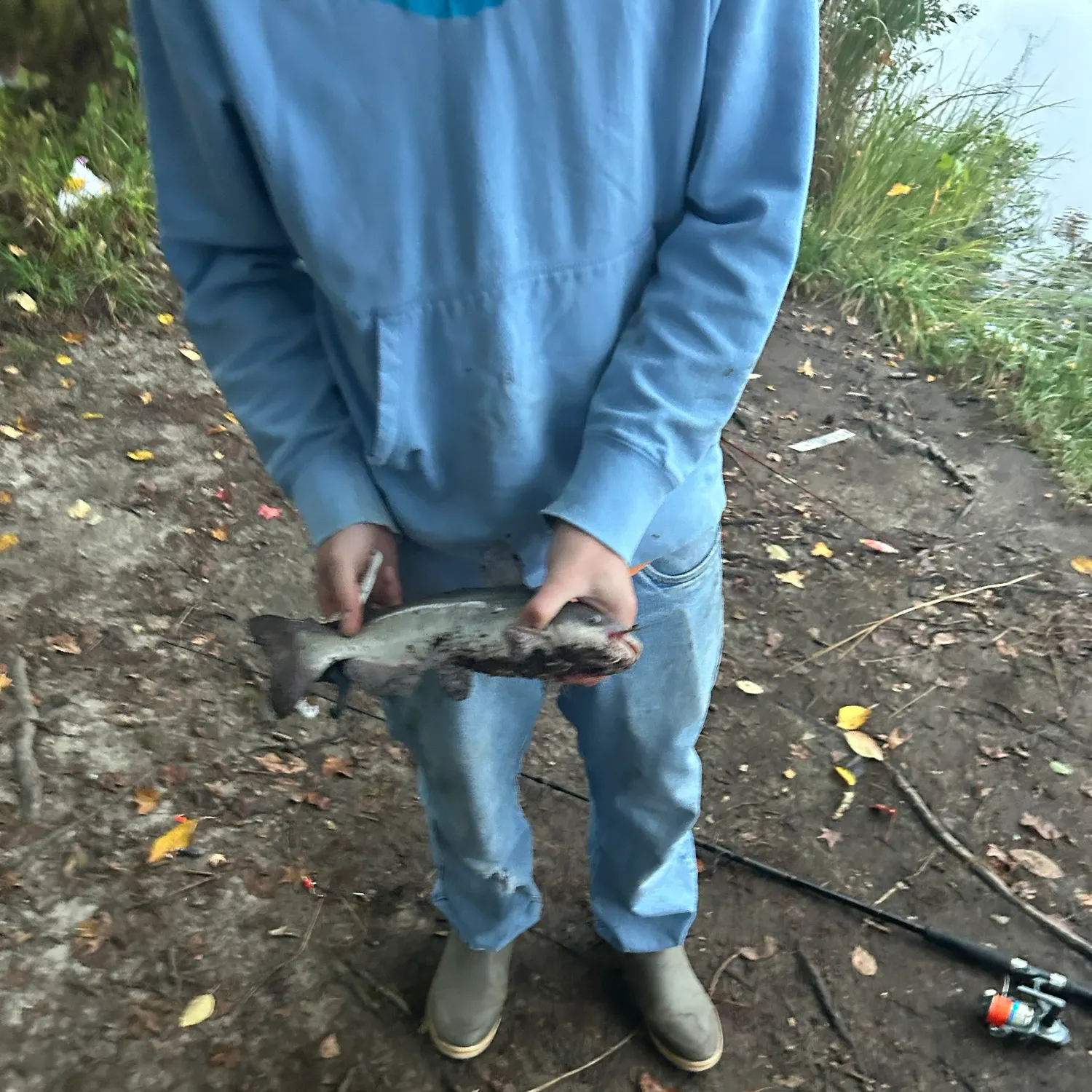 Channel catfish caught on Fishbrain