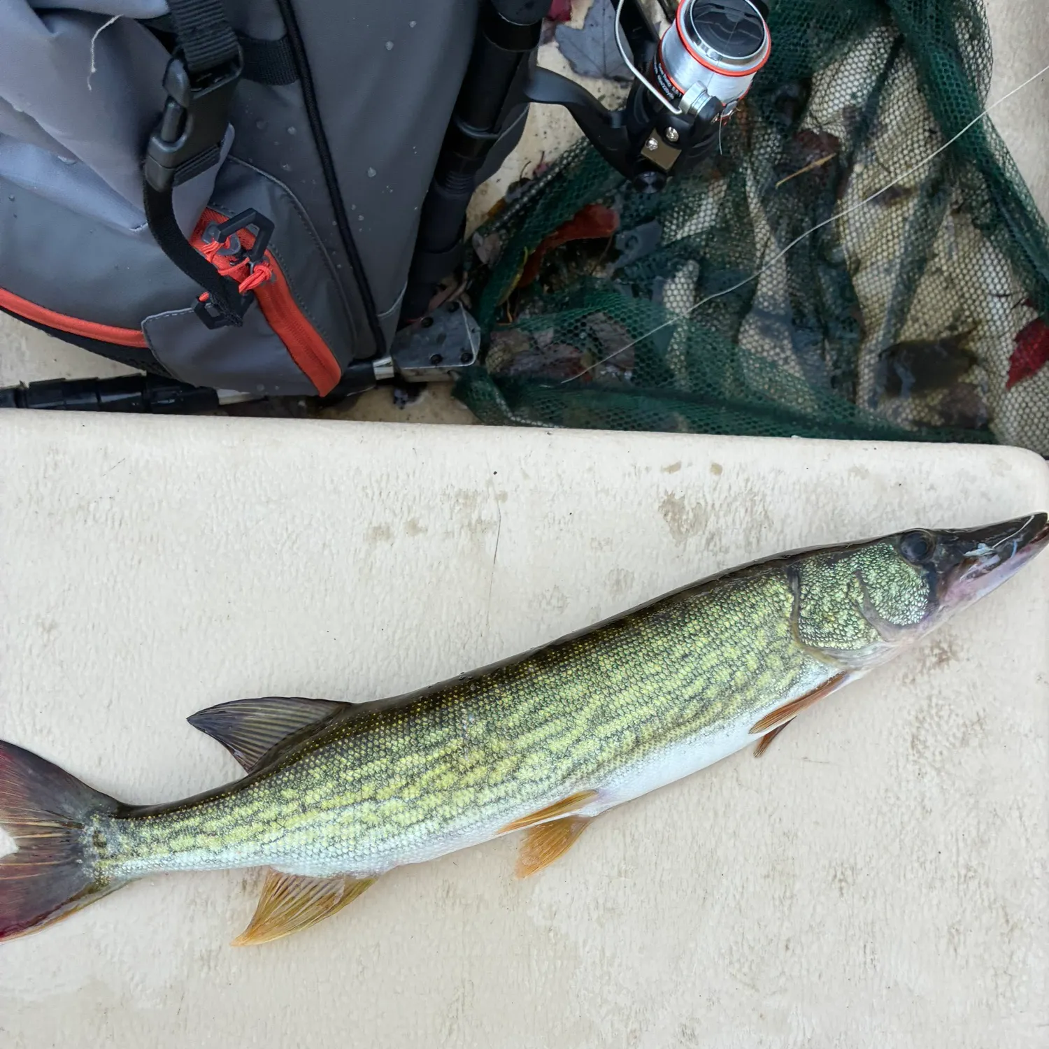 Chain pickerel caught on Fishbrain