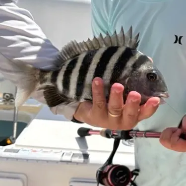 The most recent Sheepshead catches on Fishbrain