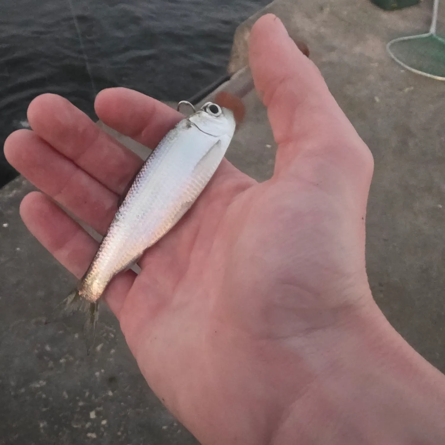 The most recent Alewife catches on Fishbrain