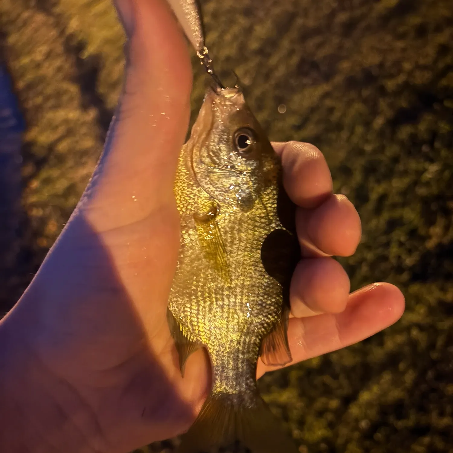 The most recent White perch catches on Fishbrain