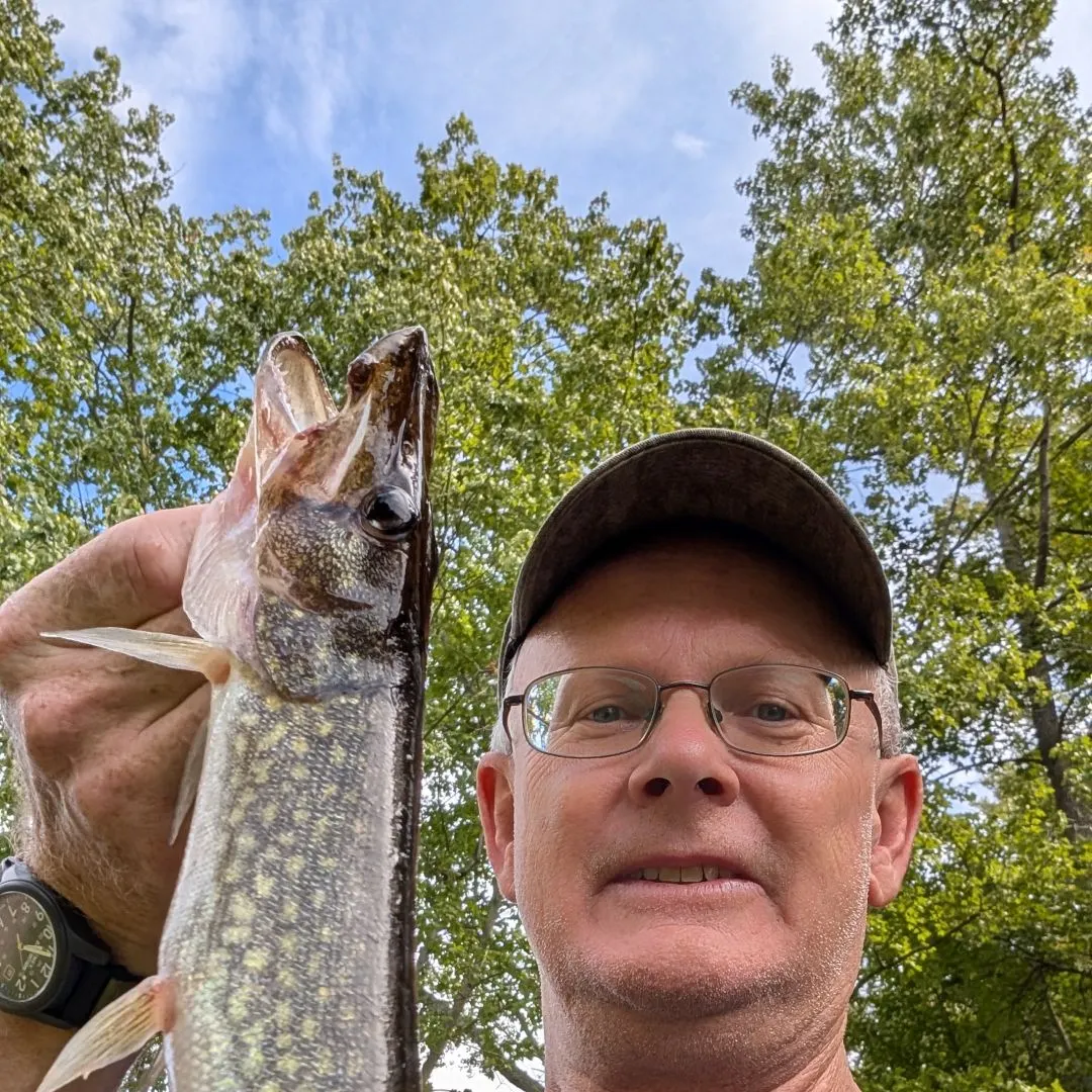 Chain pickerel caught on Fishbrain