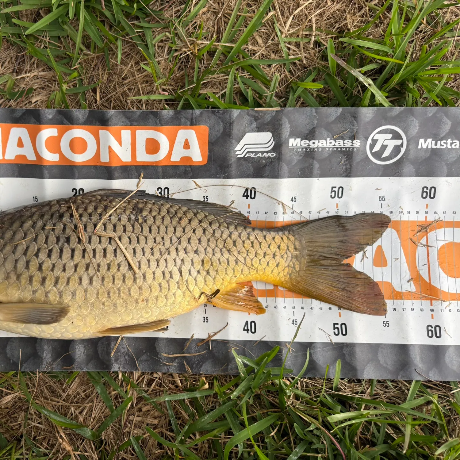 Common carp caught on Fishbrain