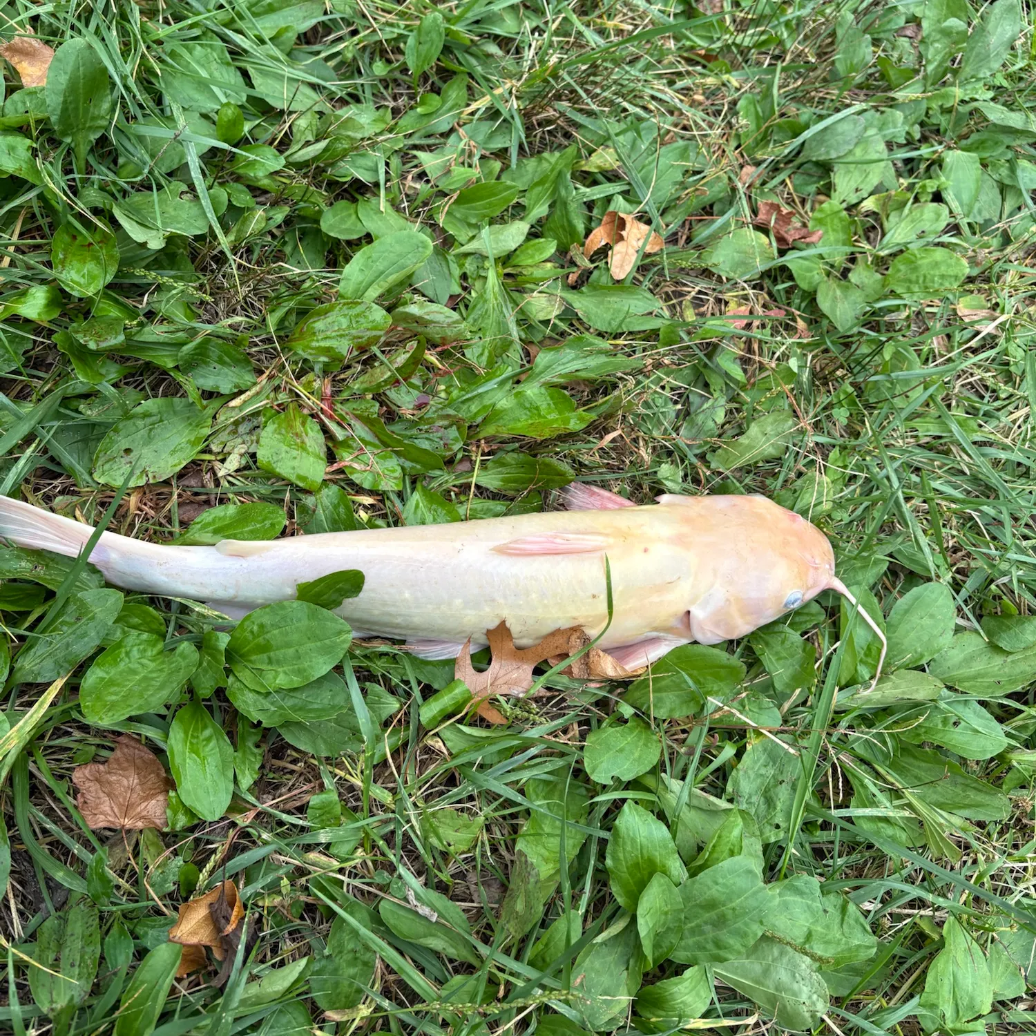 Channel catfish caught on Fishbrain
