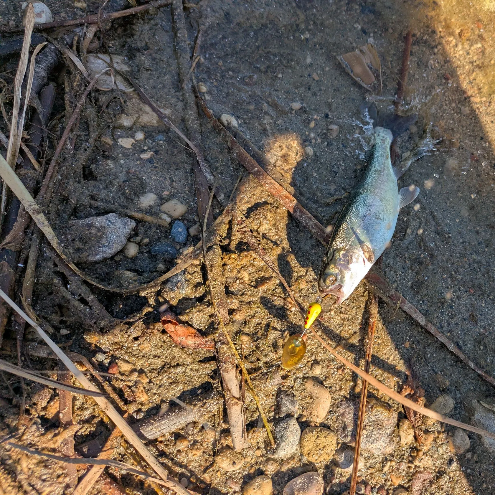 Rainbow trout caught on Fishbrain