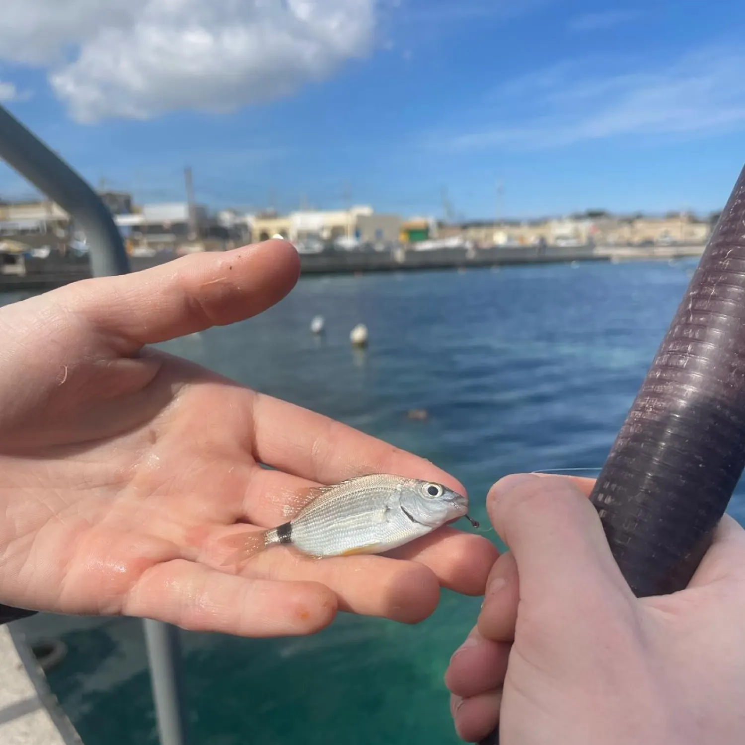 The most popular recent Mediterranean parrotfish catch on Fishbrain