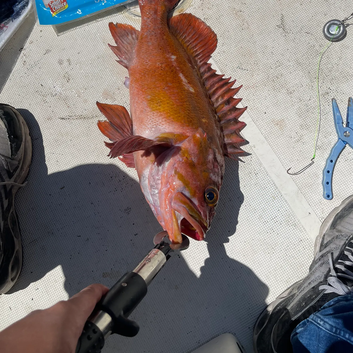 recently logged catches