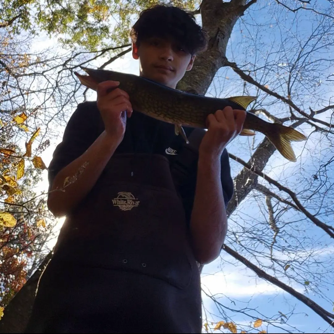 Chain pickerel caught on Fishbrain