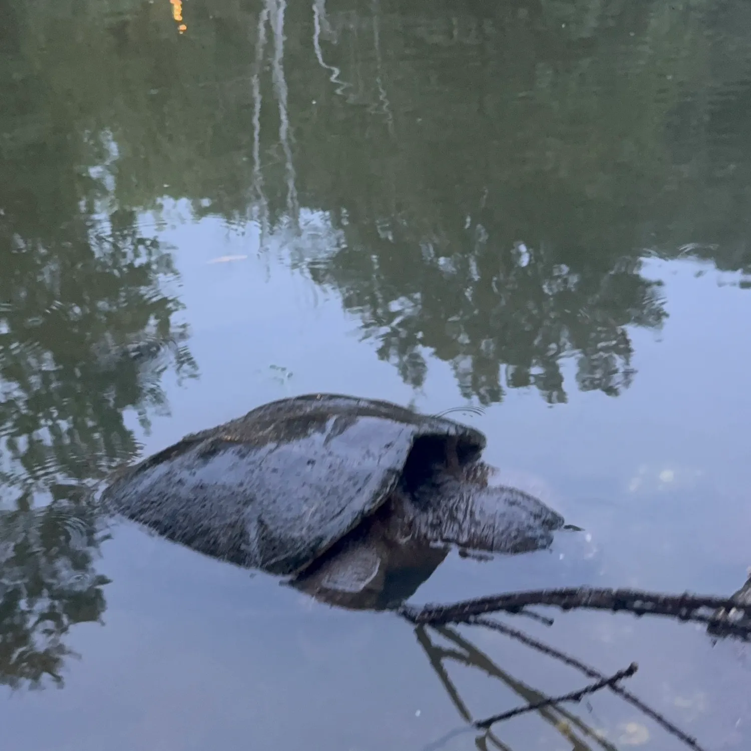 The most recent Alligator snapping turtle catches on Fishbrain