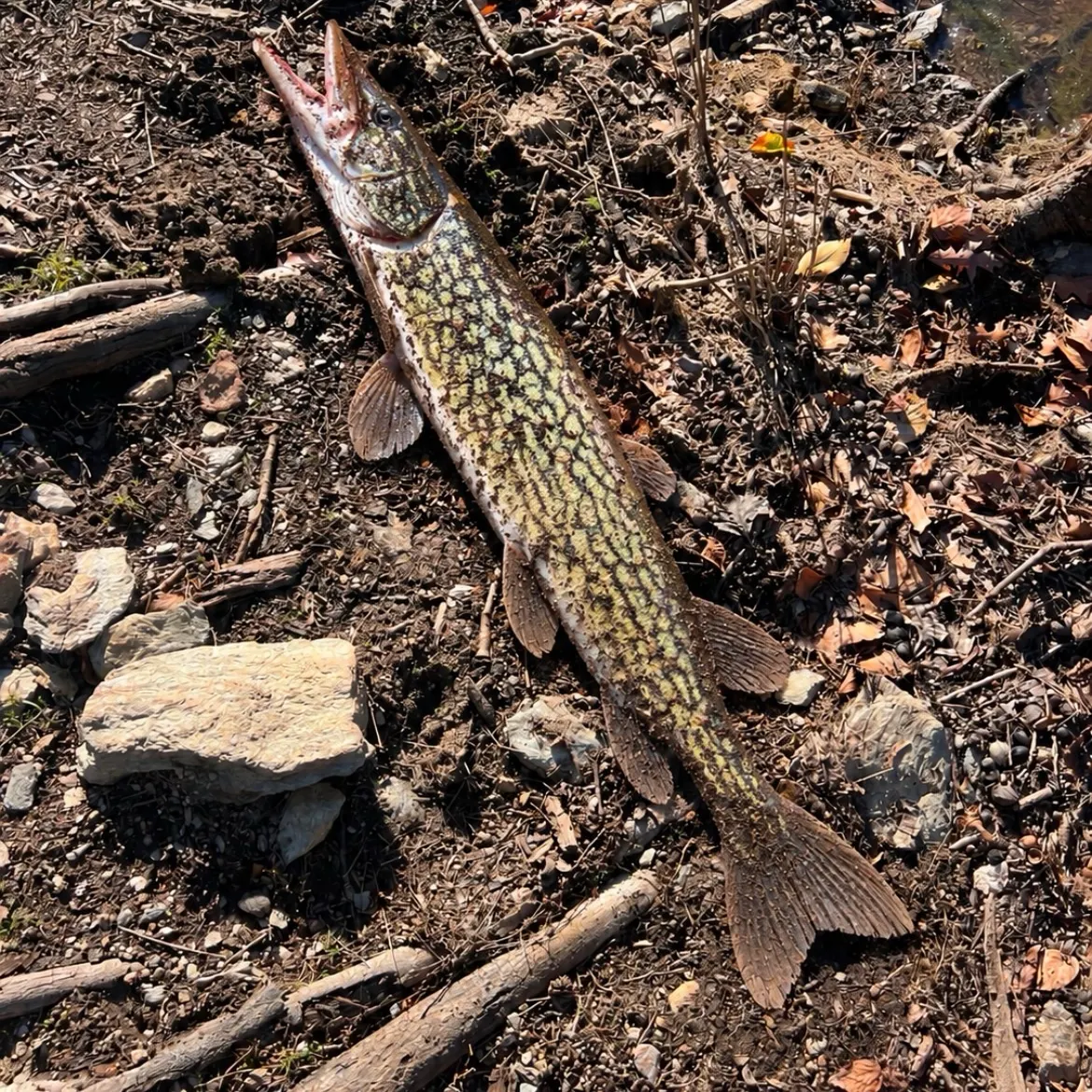 Chain pickerel caught on Fishbrain