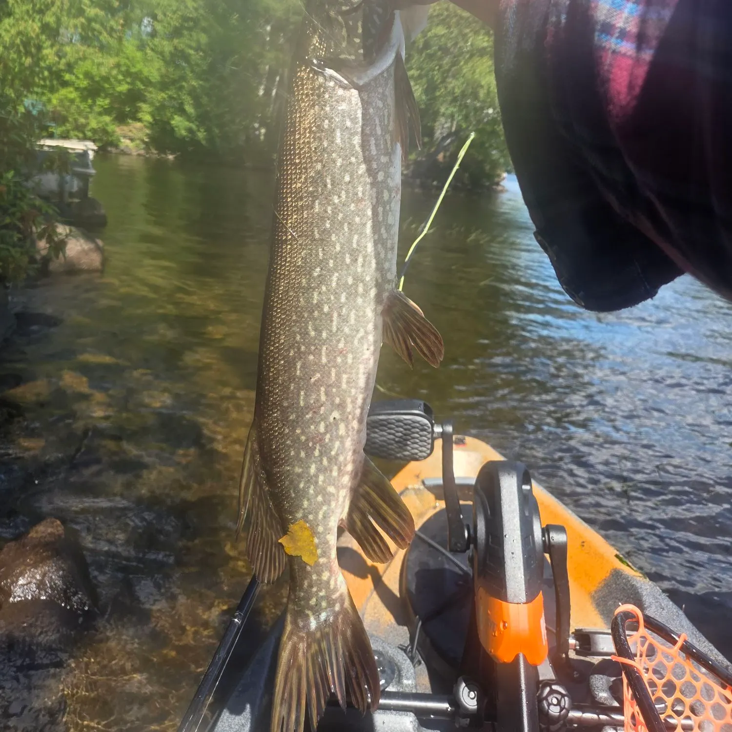 Northern pike caught on Fishbrain