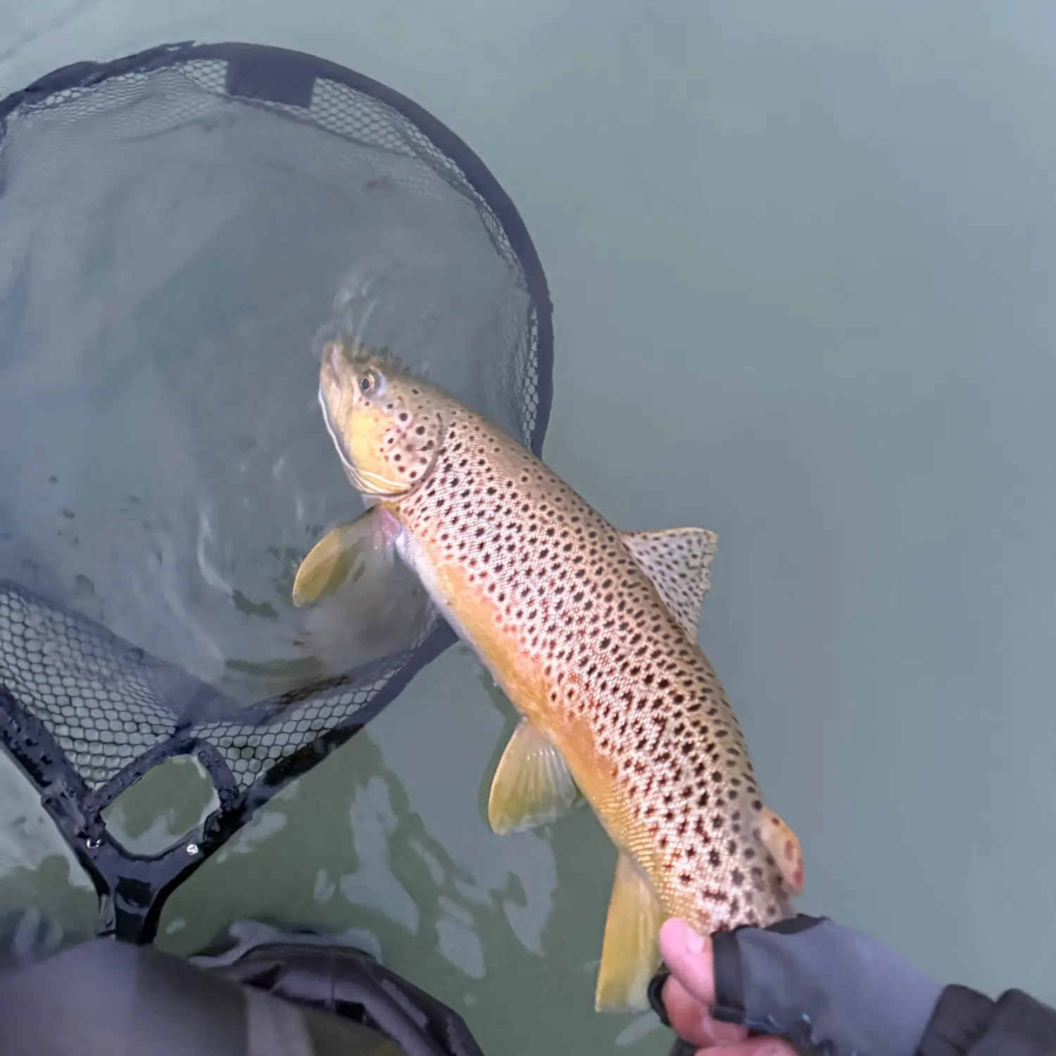 Sea trout caught on Fishbrain