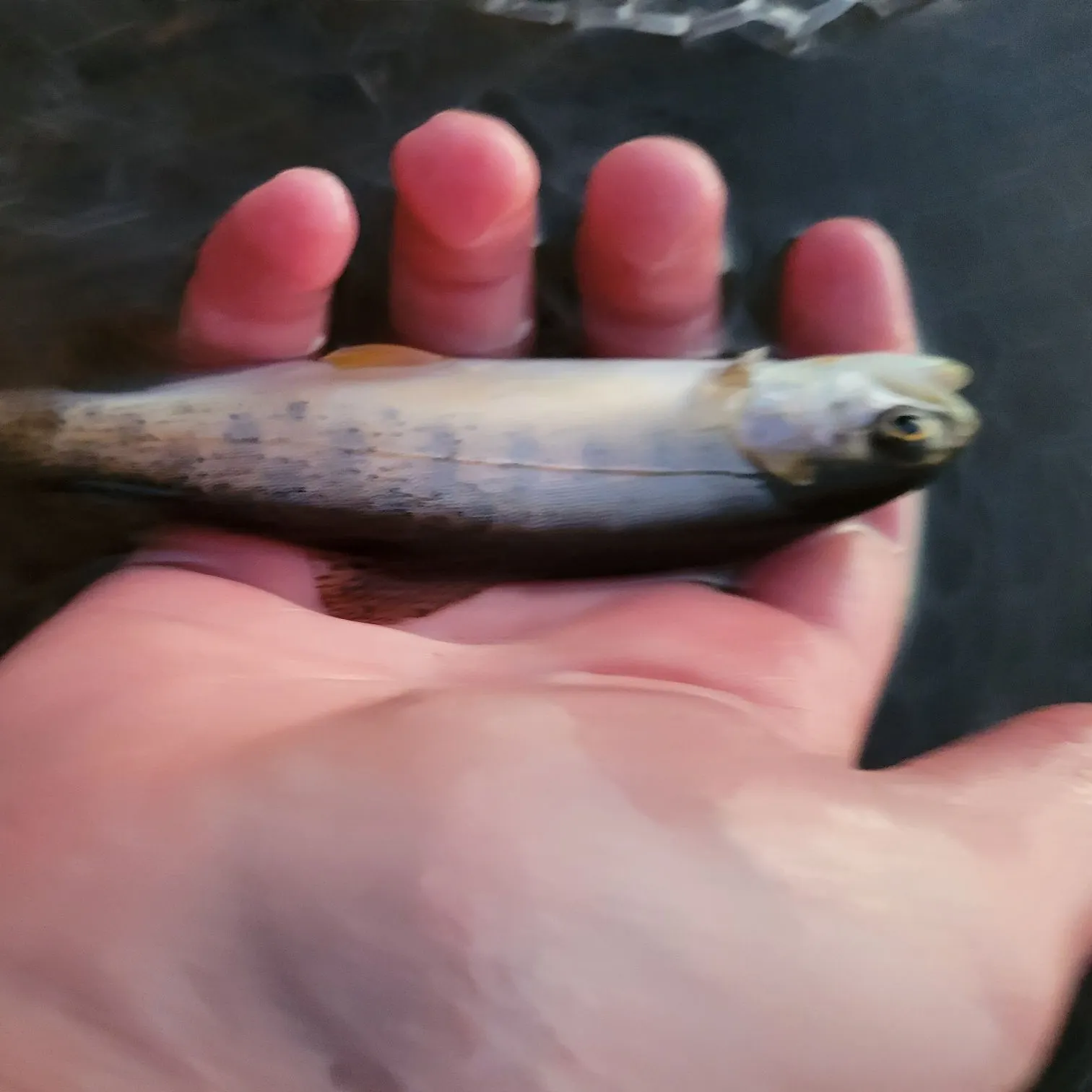 Snake River fine-spotted cutthroat trout caught on Fishbrain