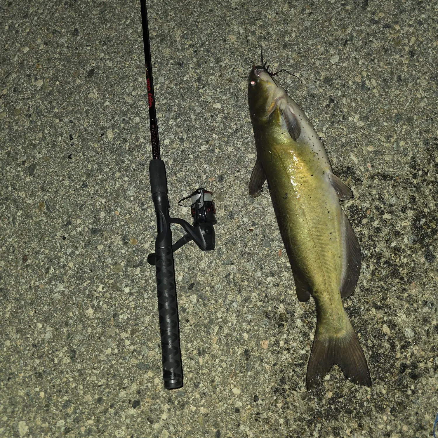 Channel catfish caught on Fishbrain