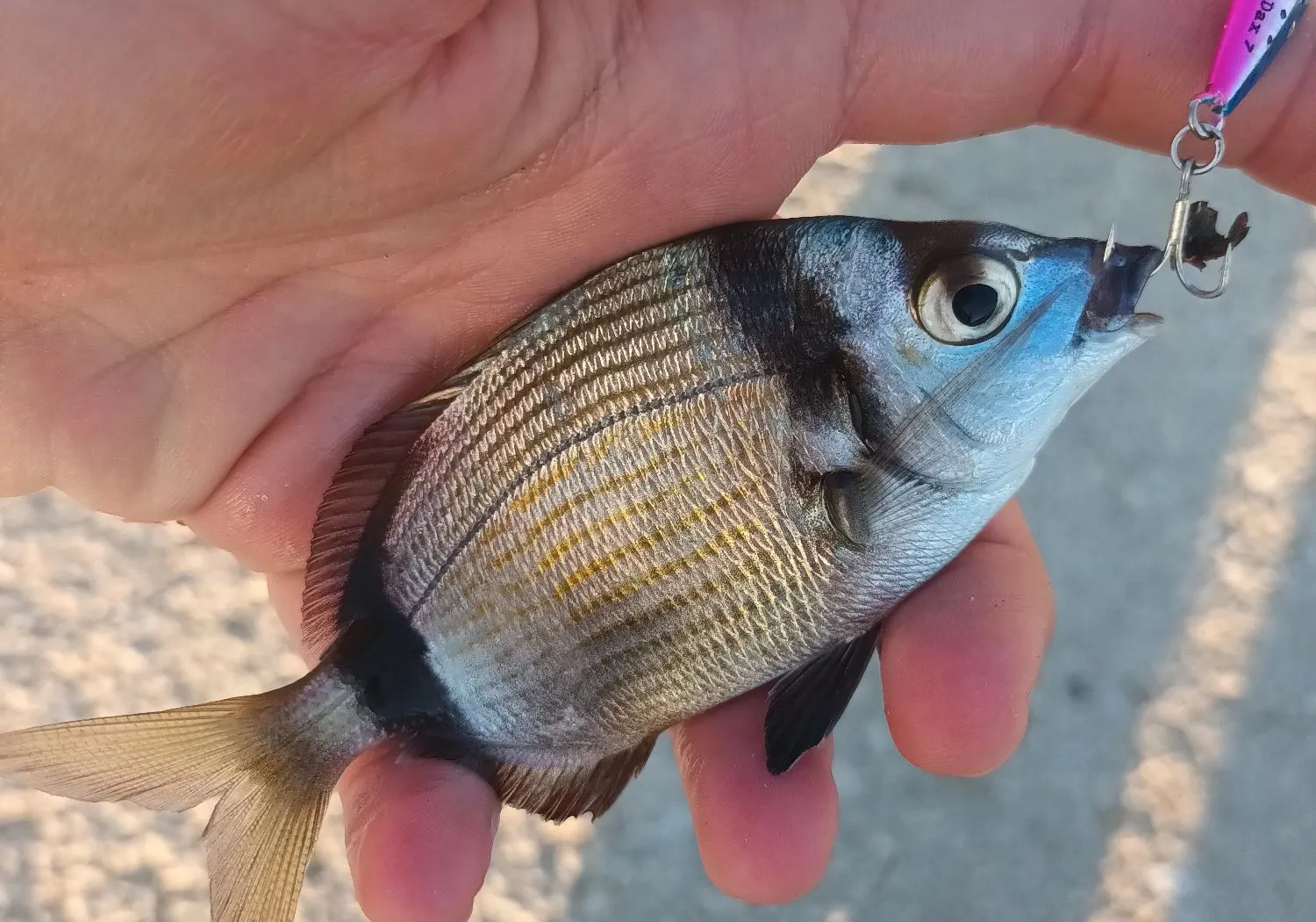 Common two-banded seabream