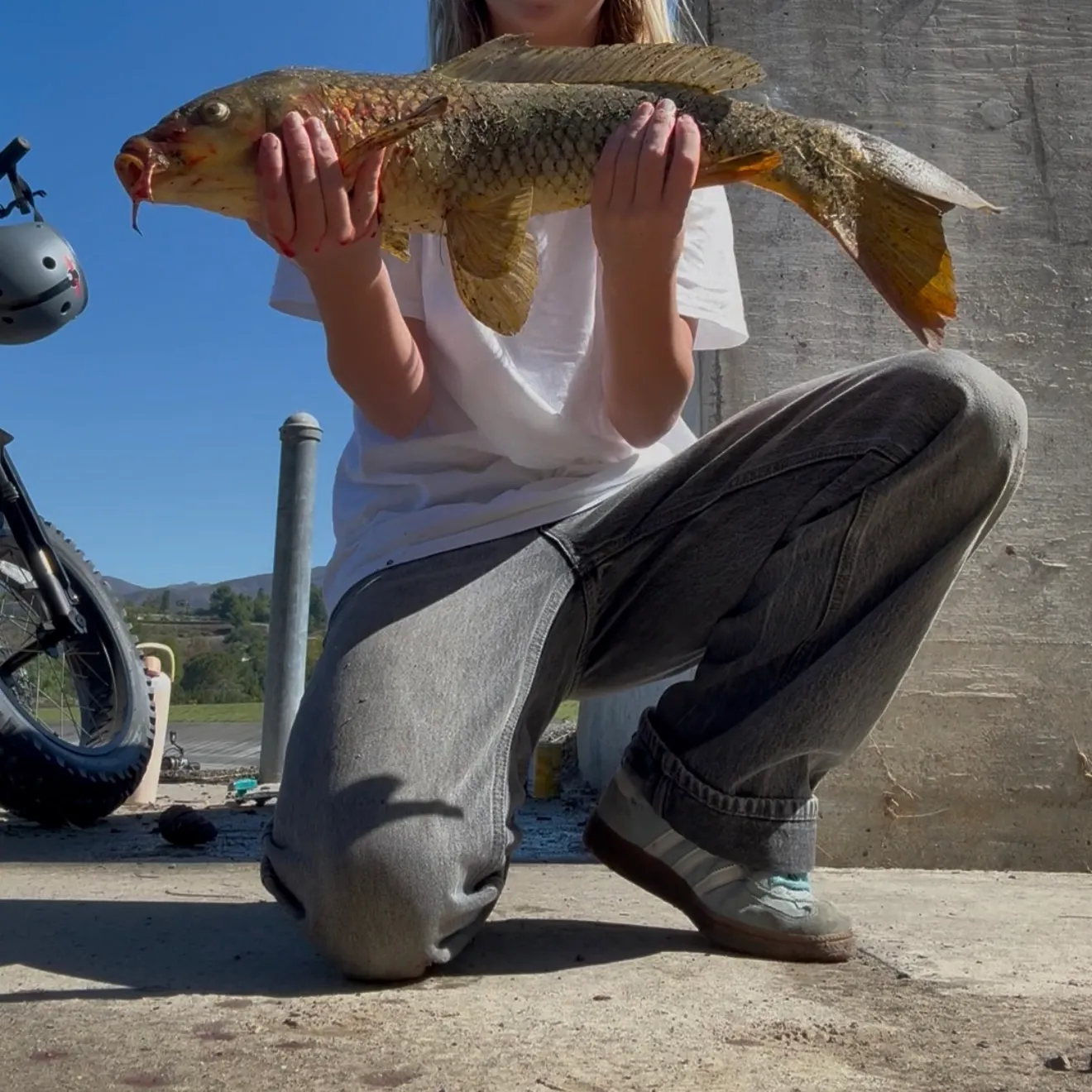 Common carp caught on Fishbrain