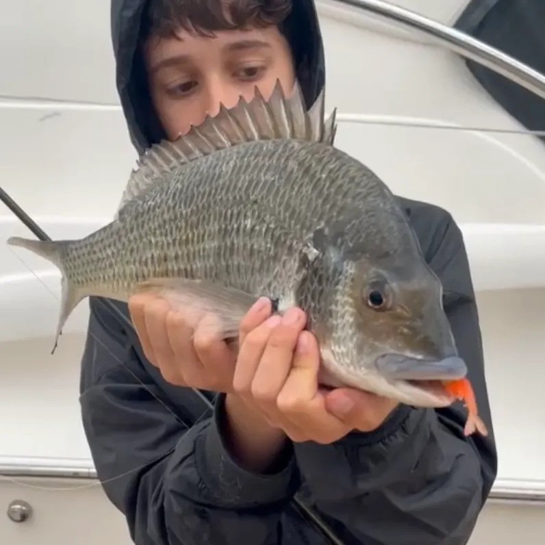 Surf bream caught on Fishbrain